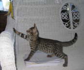 AJSavannahs F2B Elwood120308 b