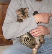 AJSavannahs F2B Elwood 010509 a