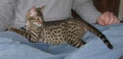 AJSavannahs F2B Elwood 010509 c