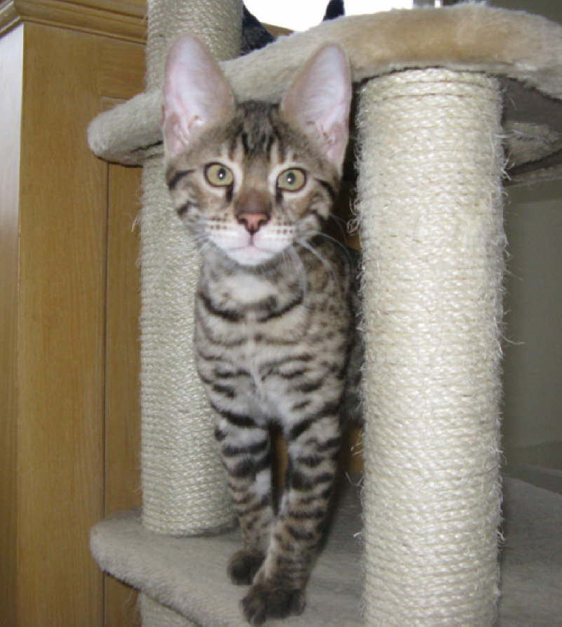 AJSavannahs F2B Elwood 010509 g