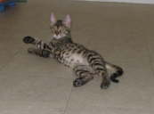 AJSavannahs F2B Elwood 010509 h