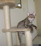 AJSavannahs F2B Elwood 012409 a