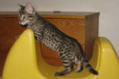 AJSavannahs F2B Elwood 112108 CC