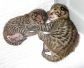 AJSavannahs F2B Elwood and Harvey 100708 d