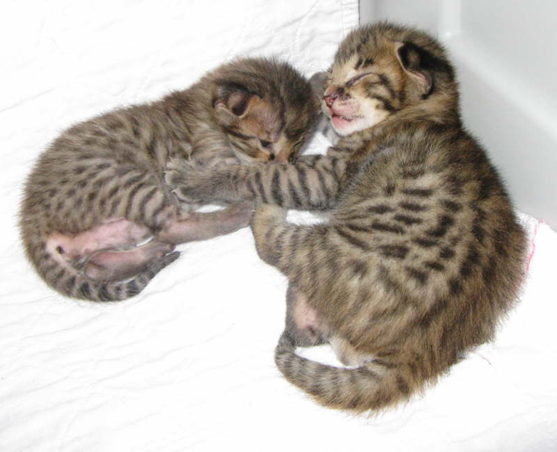 AJSavannahs F2B Elwood and Harvey 100708 d