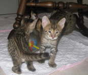 AJSavannahs F2B Elwood and Harvey 103008 c