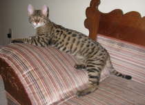 AJSavannahs F2B Harvey 022109 b