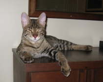 AJSavannahs F2B Harvey 022109 c