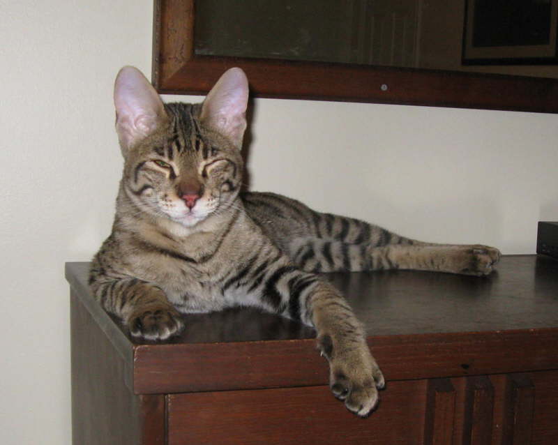 AJSavannahs F2B Harvey 022109 c