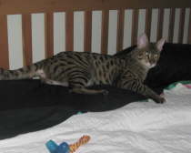 AJSavannahs F2B Harvey 041709