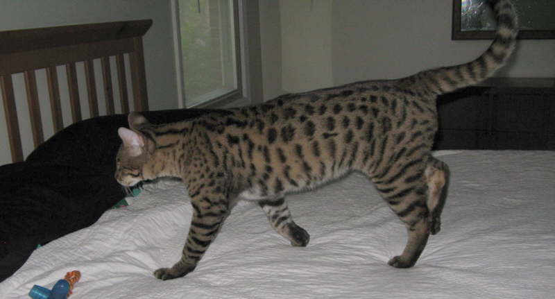 AJSavannahs F2B Harvey 041709 a