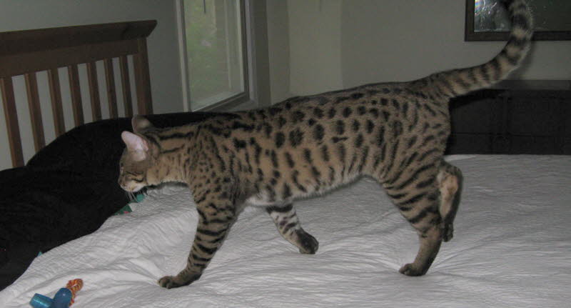 AJSavannahs F2B Harvey 041709 a