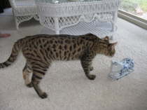 AJSavannahs F2B Harvey 042009 b