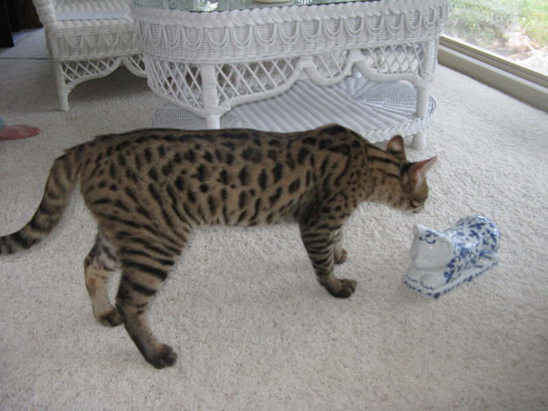 AJSavannahs F2B Harvey 042009 b