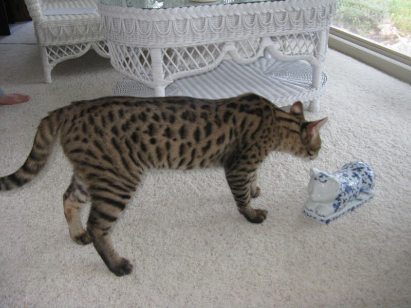 AJSavannahs F2B Harvey 042009 b