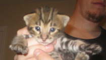 AJSavannahs F2B Harvey 101208 a