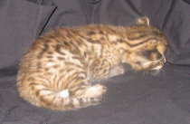 AJSavannahs F2B Harvey 101208 b