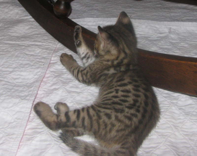 AJSavannahs F2B Harvey 103008 a