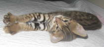 AJSavannahs F2B Harvey 103008 e