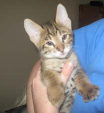 AJSavannahs F2B Harvey 110908 d