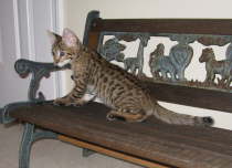 AJSavannahs F2B Harvey 112108 h