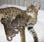AJSavannahs F2B Harvey and Elwood F1 Kboo 100708 b
