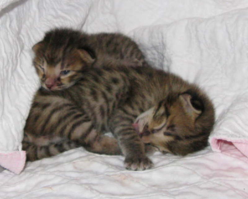 AJSavannahs F2B Harvey and Elwwod 100208 a
