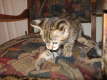AJSavannahs F2B Liberty 081708 l