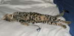 AJSavannahs F2B Oliver age five months and 15 pounds