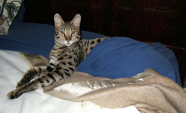 AJSavannahs F2B Oliver pet of Deborah and Ken