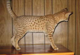 AJSavannahs F2B Spencer 1216l