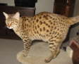 AJSavannahs F2B Tessa 010509 c