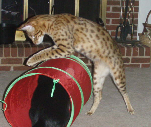 AJSavannahs F2B Trouble February 2008