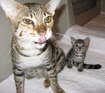 AJSavannahs F2B Cori and F3B Meica 070508