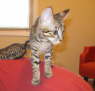 AJSavannahs F3B Dale 070508d