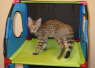 AJSavannahs F3B Dale 070508f