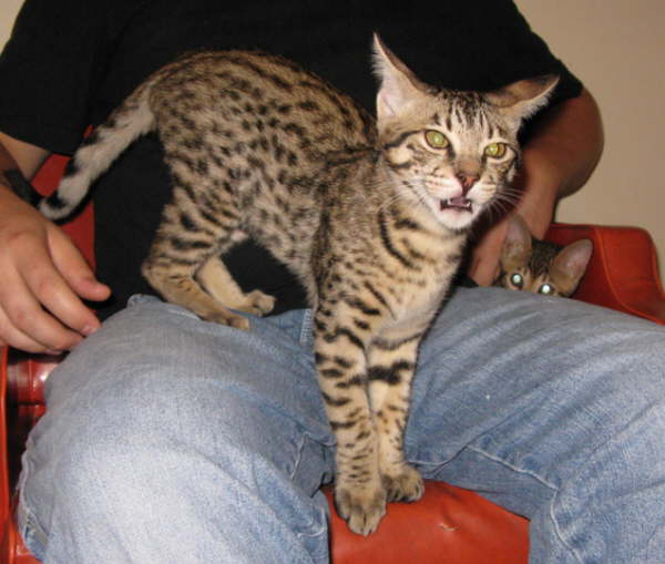 AJSavannahs F3B Dale 0808 a