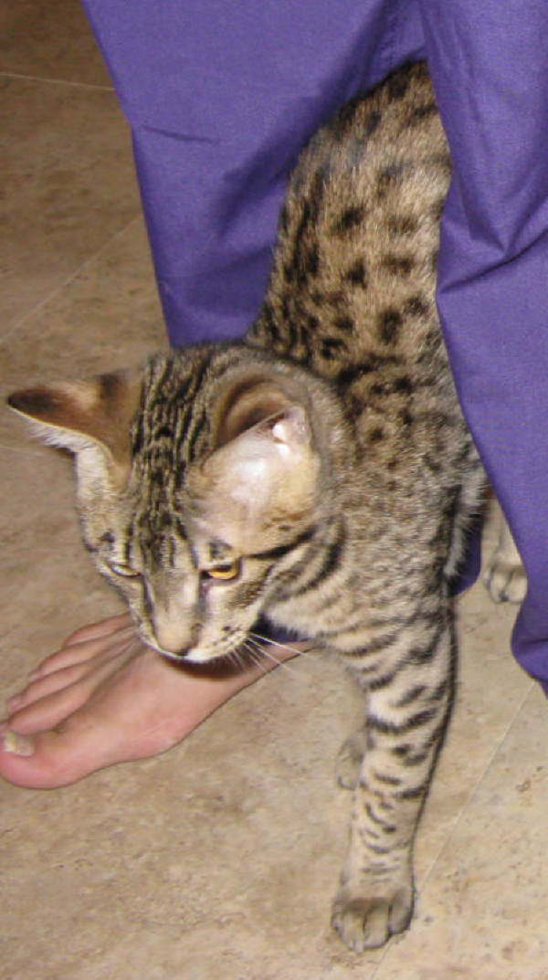 AJSavannahs F3B Dale 081208 d