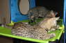 AJSavannahs F3B Dale Ellie 070508a
