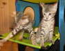 AJSavannahs F3B Dale Ellie 070508b
