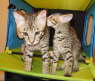 AJSavannahs F3B Dale Ellie kissing 070508