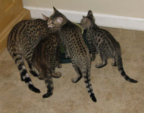 AJSavannahs F3B Dale Max Ellie Meica 082308