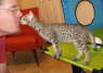 AJSavannahs F3B Dale kissing 070508b