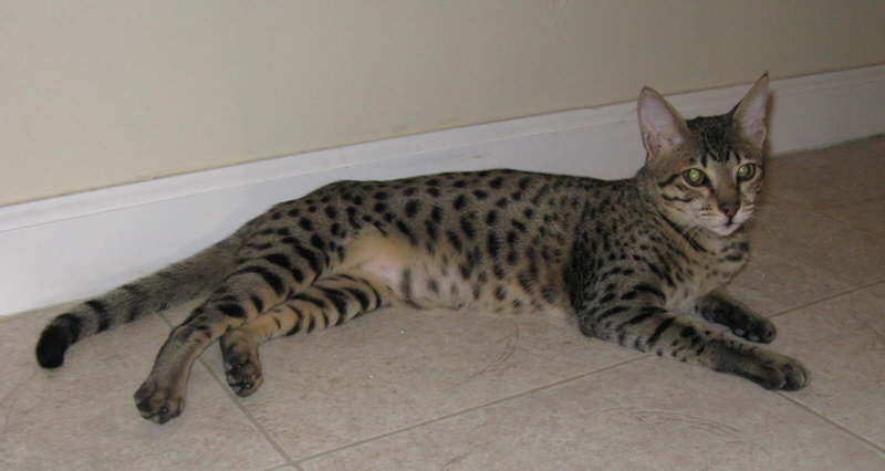 AJSavannahs F3B Ellie113008 c