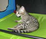 AJSavannahs F3B Ellie 070508b