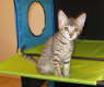 AJSavannahs F3B Ellie 070508e
