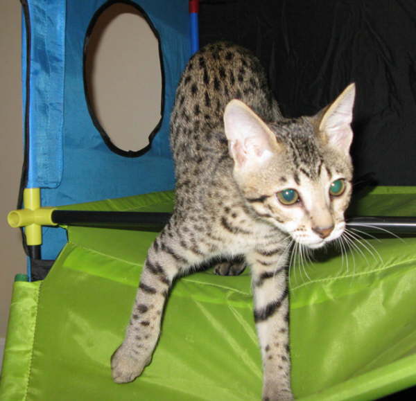 AJSavannahs F3B Ellie 0808 a