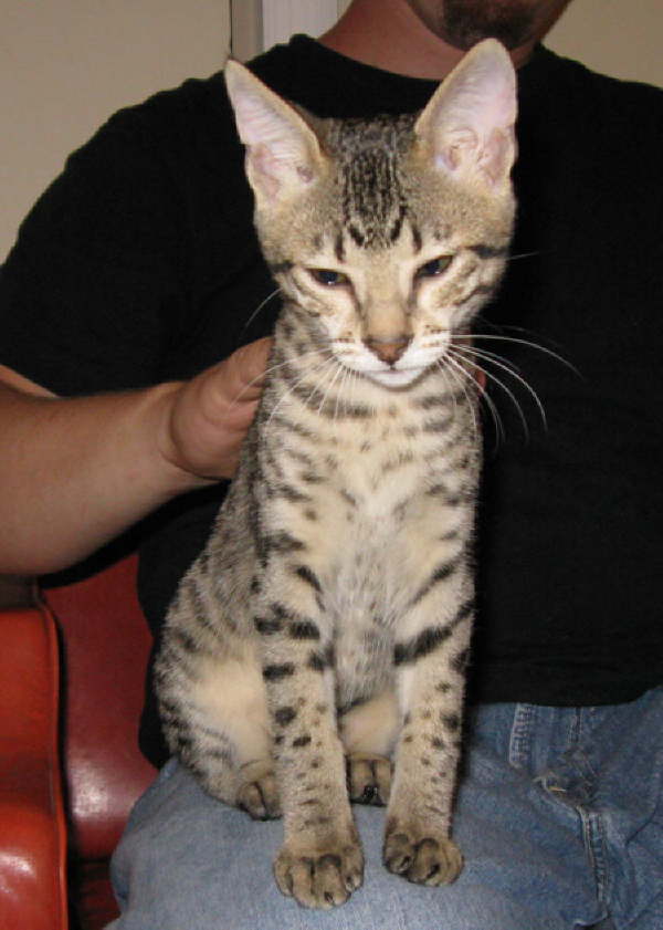 AJSavannahs F3B Ellie 0808 b
