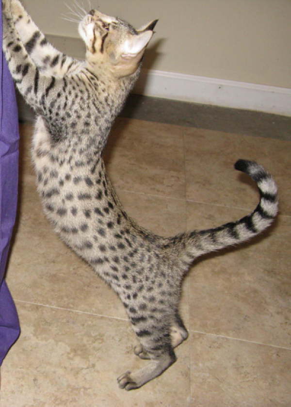 AJSavannahs F3B Ellie 081208