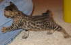 AJSavannahs F3B Max 070508b